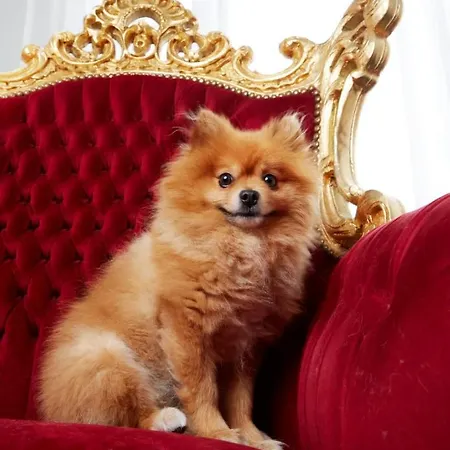 Bed & Breakfast Dina-Perla Lodges, Shared Home - Not Hotel - In Museum District Amsterdam