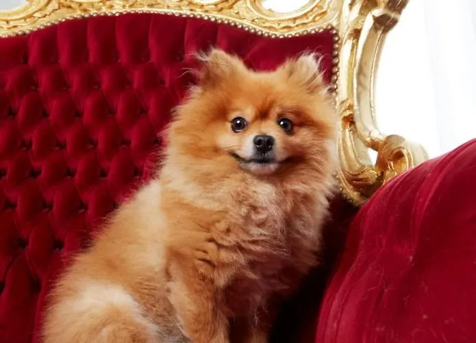 Bed & Breakfast Dina-Perla Lodges, Shared Home - Not Hotel - In Museum District Amsterdam